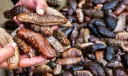 DTO Başkanı Öztürk deniz patlıcanına dikkat çekti! ' Körfez temizliğine faydası var' dedi!