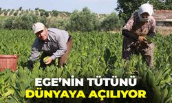 Ege’nin tütünü dünyaya açıldı: Üretim 100 bin tonu geçti!