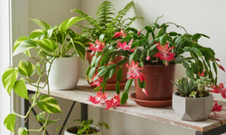 Evlerde sıkça bulunan bu çiçek zehir saçıyor