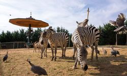 Darıca Hayvanat Bahçesi neden kapandı? Tekrar ne zaman açılacak mı?