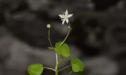 Araştırmacılar duyurdu: İzmir’de yeni ve nadir bir bitki türü bulundu