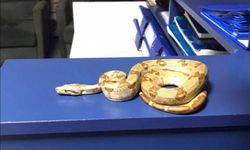 Kafede yılanla dolaştı, denetime takıldı: 11 bin 977 lira ceza kesildi!