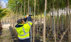 İzmir’in yeşil geleceği bu fidanlıklarda büyüyor