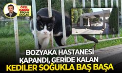 Bozyaka Hastanesi kapandı, kediler soğukla baş başa kaldı!