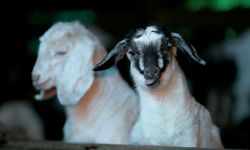 Kuzu oğlak desteği ne zaman yatacak 2026?