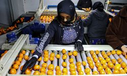 Mandalinada tarihi zirve! 2025 narenciye ihracatı yüzde 41 artışla şaha kalktı