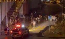 Çiğli’de trafiği kapatan ineklere polislerden gülümseten anons!