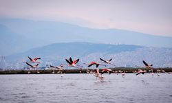 Yarıyıl tatilinde en renkli rota: Flamingolarla tanışın, Kemeraltı'nı adımlayın!