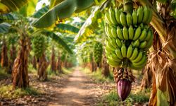 140 milyar dolarlık dev sektör uçurumun kenarında: Muz severleri üzecek haber