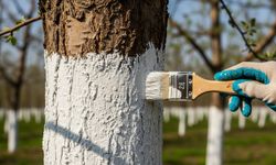 Bahçelerde alarm zilleri çalıyor: Kireç badanası yapılmazsa sürgünler tehlikede