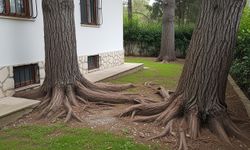 Bahçenizde bu ağaçlar varsa dikkat: Sinsi kökler temeli çatlatıyor