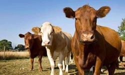 Koyun, keçi, sığır… Hayvancılıkta tablo yukarı döndü