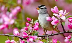 Cemre ne zaman düşecek 2026? Cemre ilk nereye düşüyor?