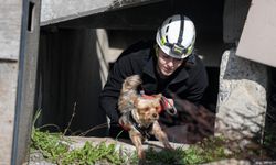 Depremde yalnız değiller! İzmir’de hayvan arama kurtarma eğitimi