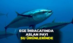 Levrek ve çipura Ege’yi sırtladı: İhracatta aslan payı su ürünlerinde!