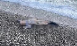Ege'de yürek yakan olay! İzmir Karaburun'da küçük çocuğun cansız bedeni sahil kenarında bulundu