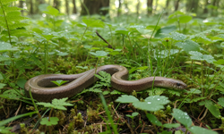 Gören yılan sanıyor: Kuyruğunu koparıp kaçıyor, kötü koku yayıyor
