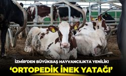 İzmir’den büyükbaş hayvancılığa yenilik! Ortopedik inek yatağı geliştirildi