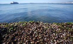 İzmir Körfezi’nde endişe verici tablo! Midyelerde yüksek oranda virüs tespiti!