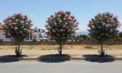 İzmir'in sokak ve caddelerinde bulunuyor: Kur’an’da lanetli ağaç olarak geçiyor, zehri ise öldürücü!