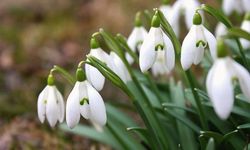Şubat ayı çiçekleri: Kışın ortasında renk cümbüşü yaratacak en güzel türler