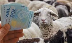 Küçükbaş hayvan desteği ne zaman verilecek? Başvuru tarihi ve destek detayları belli oldu