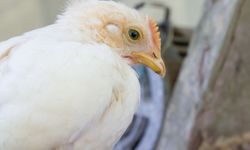 Kuş gribinde tehlike çanları çalıyor! Bilim insanından ‘pandemi riski’ uyarısı: 3 ayda 2 bin 896 vaka