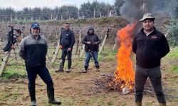 Manisa’da don kesiyor, üretim sürüyor: İşçiler ateş yakıp bağlara koşuyor!