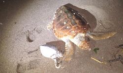 Marmaris’te caretta caretta alarmı! Biri yavru iki deniz kaplumbağası kıyıya vurdu