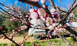 Monilya tehlikesi kapıda