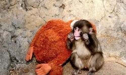 Punch maymun hikayesi ne? Punch maymun nerede? Punch maymun oyuncağı nerede satılıyor?