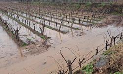 Sağanak yağışlar Sarıgöl Ovası’na can suyu oldu