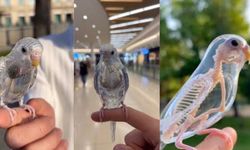 Şeffaf muhabbet kuşu gerçekten var mı, görüntüler gerçek mi? Şeffaf kuş ve yapay zeka tartışmaları