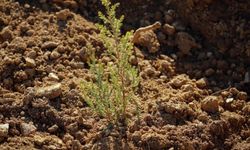 Yangın yaktı, doğa geri dönüyor! Akhisar’da milyonluk seferberlik