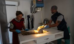 Yoğun bakım sonrası özgürlük! Saz kedisi yeniden doğal yaşamında