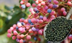 Anadolu’nun yabani fıstığı sanayinin aranan hammaddesi oldu: Talep katlanarak artıyor