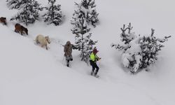 Artvin’de kar altında mahsur kalan atlar kurtarıldı: Köyün gençleri 10 saatlik operasyonla hayvanlara ulaştı