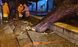 Asırlık çam yağmura dayanamadı!