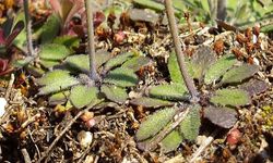 Avrupa bu küçük bitkinin peşinde: 6 haftada yetişiyor, tohumu 4 bin lira