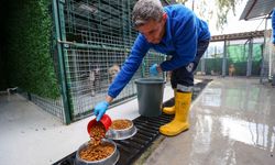 Başkan Görkem Duman duyurdu: Buca’nın sessiz dostları artık daha güvende