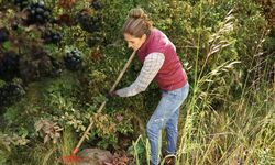Doğada kendiliğinden yetişiyor, dikenlerin içinde mücevher gibi parlıyor: Şehirde kilosu 1300 TL