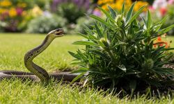 Bu otu dikenin bahçesine yılan uğramıyor: Kokusu ile doğal bariyer oluşturuyor