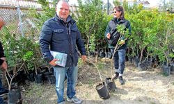 Çeşme’de sakız ağacı seferberliği: “Her Bahçeye Bir Sakız Ağacı” kampanyası büyüyor