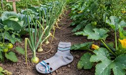 Çöpe giden çoraplar bahçede servete dönüşüyor: Hasadı artıran pratik yöntem