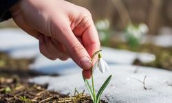 Doğanın narin çiçeğine dokunmanın bedeli ağır: 699 bin TL ceza!