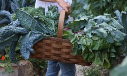 Dünya “süper gıda” diye tüketiyor, Türkiye’de sofraya bile girmiyor