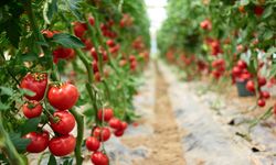 Ege'den 1,2 milyar dolarlık ihracat! Tarımda sürdürülebilirlik atağı başladı