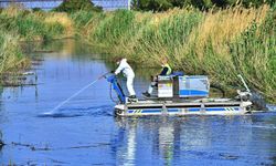 İzmir'de amansız vektör operasyonu!