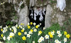 İzmir'de efsaneleşen nergisler burada yetişiyor: Gizli bir dilek tutma yeri var!