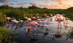 İzmir’de flamingo sürprizi: Bu köy fotoğrafçıların yeni gözdesi oldu